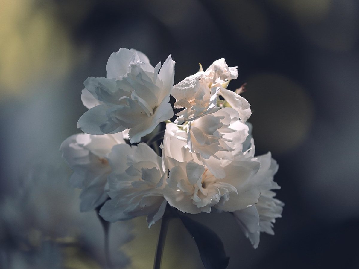 Fleurs de jasmin blanches